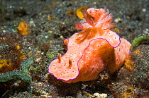 Long-tail ceratosoma nudibranch (Ceratosoma tenue)  Lembeh Strait, Sulawesi, Indonesia.