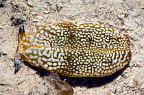 Sea slug (Plakobranchus ocellatus) on sand.  Raja Ampat, West Papua, Indonesia.
