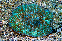 Mushroom coral (Fungia moluccensis) with polyps extended, fluorescing.  Lembeh, Sulawesi, Indonesia.