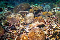 Lagoon mushroom coral (Fungia fralinae)  Lembeh, Sulawesi, Indonesia.