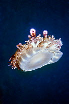 Upside down jellyfish (Cassiopeia andromeda) Lembeh, Sulawesi, Indonesia.