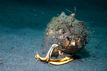 Helmet shell (Cassis cornuta) on seabed  Lembeh Strait,  Sulawesi, Indonesia.