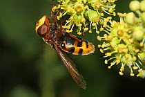 Hoverfly (Volucella inanis) feeding on Ivy flowers (Hedera helix) in a garden, Var, France, October