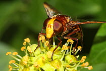 Hoverfly (Volucella inanis) feeding on Ivy flowers (Hedera helix) in a garden, Toulon, Var, France, October