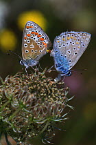 Common blue butterflies (Polyommatus icarus) pair copulating. Haute-loire, Auvergne, France, August