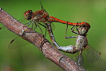 Red-veined darter dragonfly (Sympetrum fonscolombii) pair mating on a branch in a garden, Close up. Provence, France, October