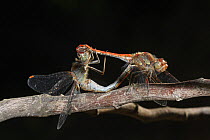 Red-veined darter dragonfly (Sympetrum fonscolombii) pair mating on a branch in a garden, against black backgroud, Close up. Provence, France, October