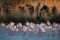 Photographers taking pictures of Greater flamingo (Phoenicopterus ruber) flock in water, France
