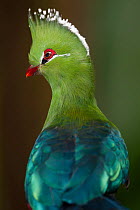 Green turaco (Tauraco persa) captive, occurs in West and Central Africa,