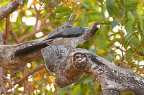 Grey plantain-eater (Crinifer piscator) Fathala Reserve, Toubacouta, Kaolack, Senegal