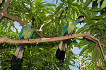 Great blue turaco (Corythaeola cristata) captive, occurs in Africa.