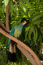 Great blue turaco (Corythaeola cristata) captive, occurs in Africa.