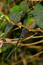 Long-tailed sylph hummingbird (Aglaiocercus kingi) Reserva Natural Rio Blanco, Manizales, Colombia.