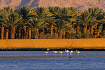 Greater flamingo   (Phoenicopterus roseus) group with palm trees in the background, Israel.