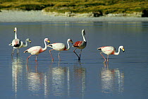 James's flamingo (Phoenicoparrus jamesi) group of five in water, Chile.