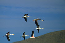 James's flamingo (Phoenicoparrus jamesi) flock of five in flight, Chile.