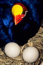 Violet turaco (Musophaga violacea) with eggs, captive, occurs in Africa.