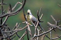 Bare-faced go-away bird (Corythaixoides personata), Ethiopia