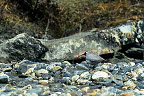 Ibisbill (Ibidorhyncha struthersii) camouflaged on riverbank, Bhutan
