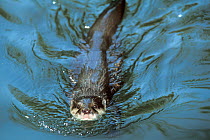 Oriental small-clawed otter (Amblonyx cinereus) captive, occurs in Asia