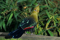 Livinstone turaco (Tauraco livingstonii) captive, occurs in south eastern Africa.