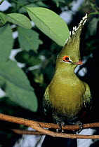 Schalow's turaco  (Tauraco schalowi) captive, occurs in Central Africa.