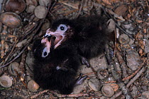 Green turaco (Tauraco persa buffoni) nestlings squabbling, captive, occurs in West and Central Africa.