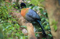 Purple-crested turaco (Tauraco porphyreolophus) perched, South Africa