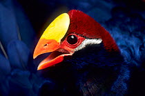 Violet turaco (Musophaga violacea) captive, occurs in West Africa.