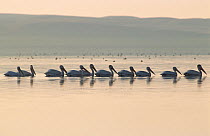 American white pelican (Pelecanus erythrorhynchos) flock of ten swimming, Dakota, USA.