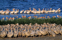 American white pelican (Pelecanus erythrorhynchos) juveniles in creche with adults behind, USA.