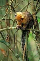 Buffy headed marmoset (Callithrix flaviceps) on branch with food in hand, Atlantic Forest, Minas Gerais, Brazil. Endangered species.
