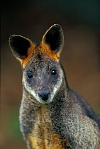 Swamp wallaby (Wallabia bicolor) portrait, Australia.