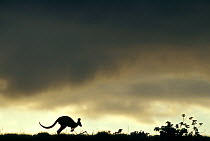 Wallaroo (Macropus robustus) hopping, silhouetted against sky, Cape Range National Park, Western Australia, Australia.