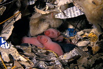 Newborn House mouse (Mus musculus) babies in nest, France.