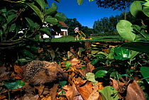 Common hedgehog (Erinaceus europaeus) amongst leaves in hedge, with person mowing lawn in the background, France.