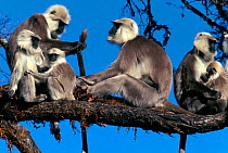 Central Himalayan langur (Semnopithecus schistaceus) adults and babies resting in a tree, Nepal.