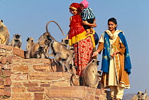 Two ladies with a child feeding Hanuman / Gray langurs (Semnopithecus entellus) on steps, Jodhpur, India.