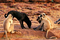 Hanuman langurs (Semnopithecus entellus) and a dog feeding on food left by people, Rajasthan, India.