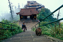 Tibetan macaque (Macaca thibetana) walking up steps looking for food from pilgrims, Mount Emei (a sacred Buddhist mountain), Sichuan, China.