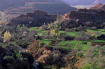 View over orchards with trees in blossom towards village, Dades Valley, High Atlas Mountains, Morocco.