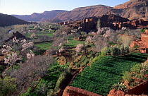 View over agricultural land including blossoming orchards and a village of the Dades Valley, High Atlas Mountains, Morocco.