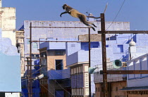 Hanuman langur (Semnopithecus entellus) leaping across the street, Jodhpur, Rajasthan, India.