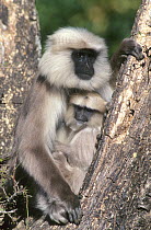 Female Central Himalayan langur (Semnopithecus schistaceus) and baby resting in a tree fork, Himalayan Mountains, Nepal.