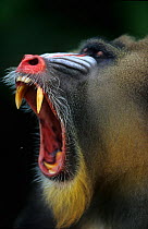Male Mandrill (Mandrillus sphinx) yawning, Gabon.