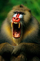 Male Mandrill (Mandrillus sphinx) yawning, Gabon.