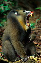Male Mandrill (Mandrillus sphinx) sitting on ground, yawning, Gabon.