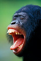 Juvenile Bonobo (Pan paniscus) with mouth wide open sticking out tongue during mimicry game, Lola Ya Bonobo Sanctuary, Democratic Republic of the Congo. Endangered Species.
