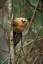 Buffy-headed marmoset (Callithrix flaviceps) on tree trunk, Atlantic Forest, Minas Gerais, Brazil.