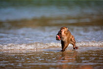 Japanese macaque (Macaca fuscata) running along beach carrying a sweet potato, after washing it in water before eating it, Kojima Island, Japan, November.